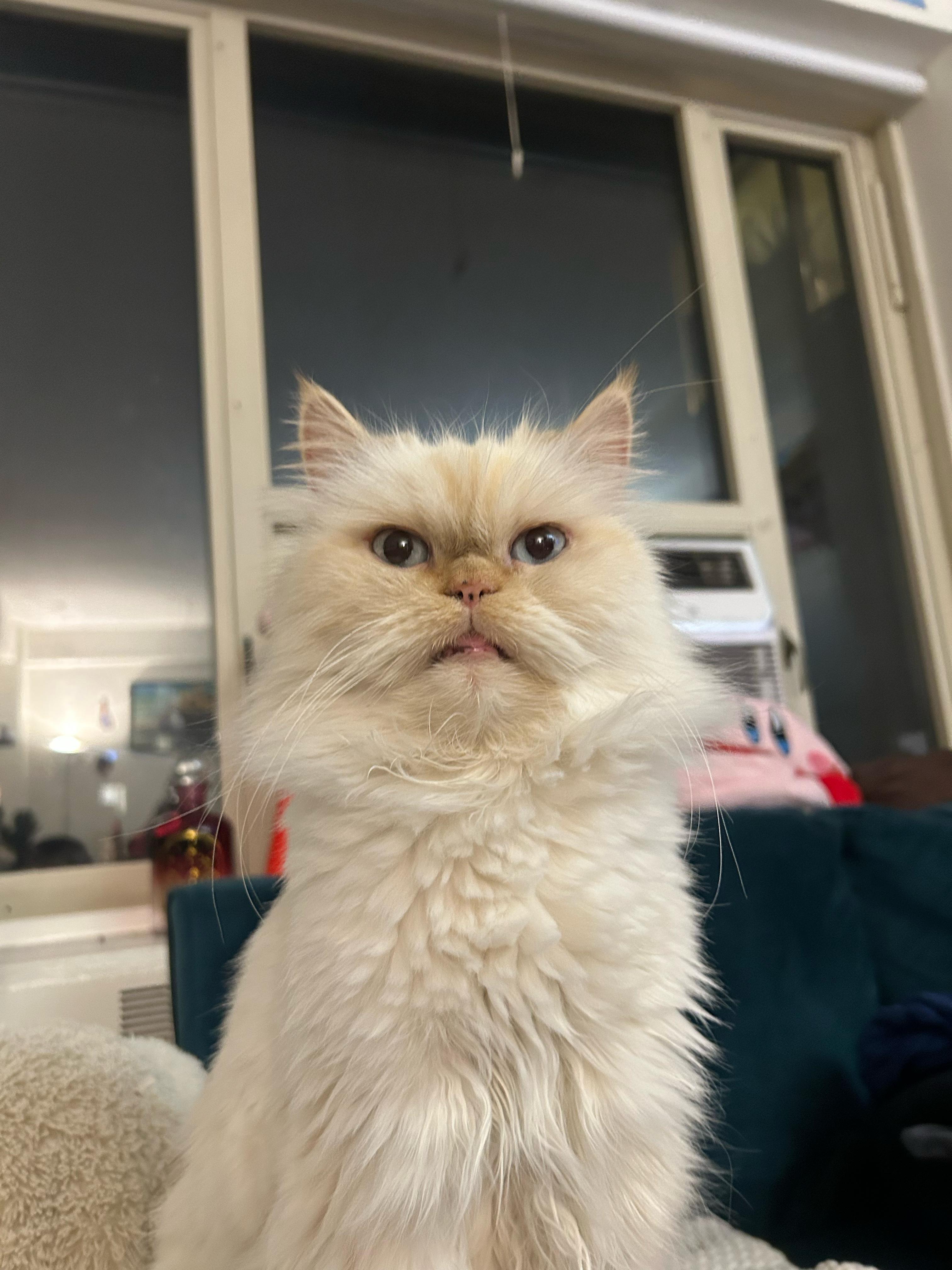 Thomas, an adoptable Persian in Brooklyn, NY image 1/4