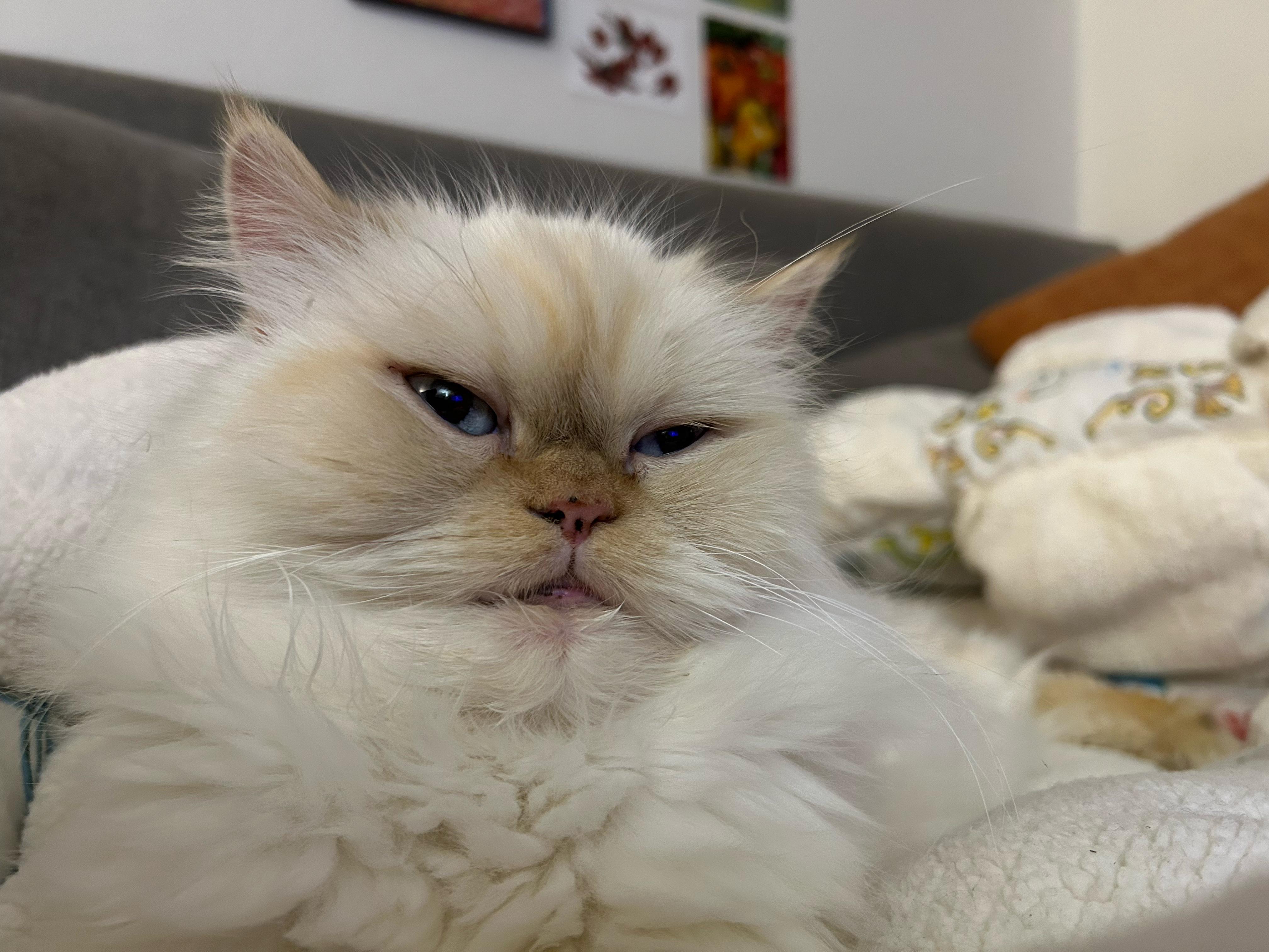 Thomas, an adoptable Persian in Brooklyn, NY image 4/4