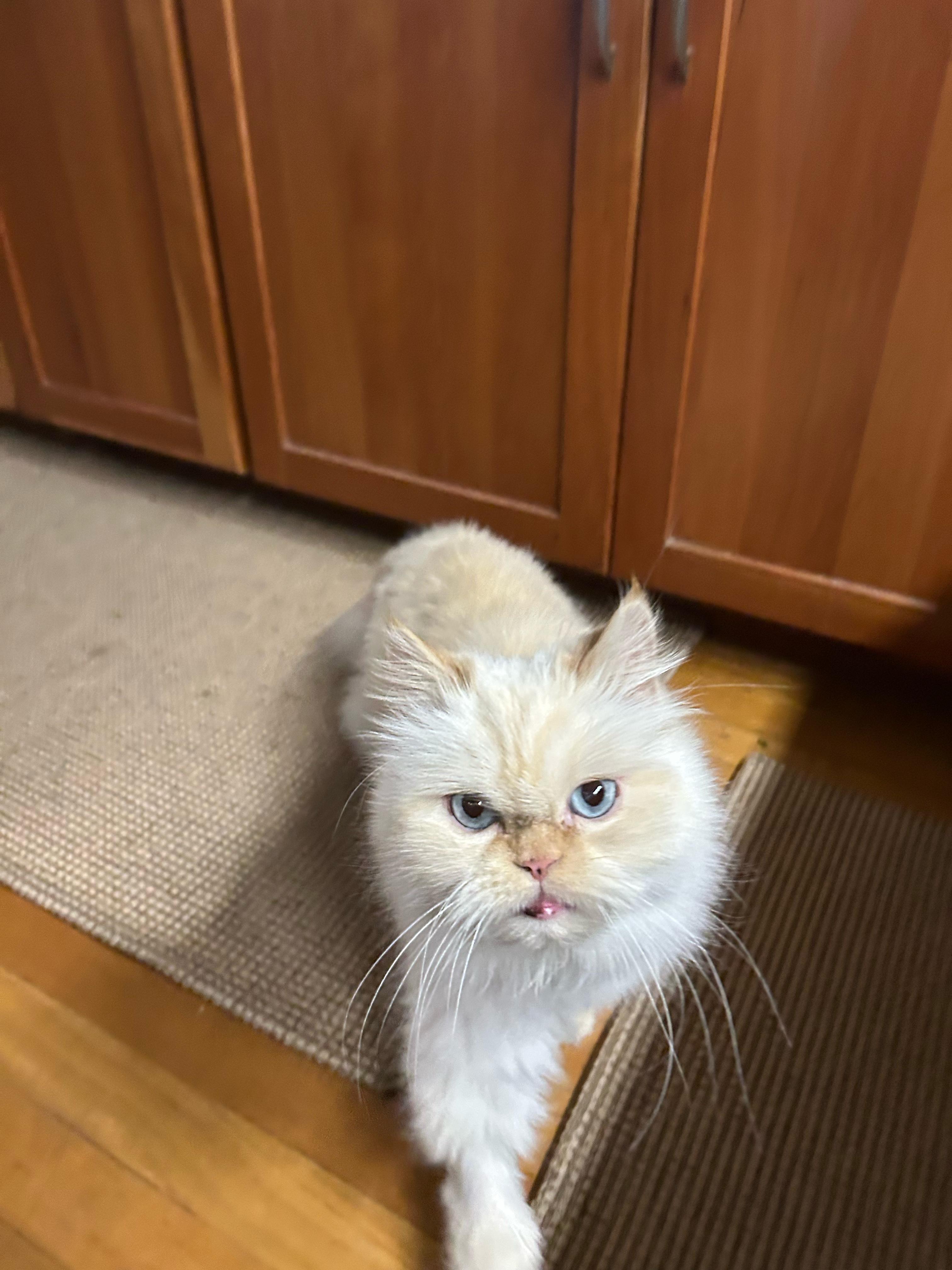 Thomas, an adoptable Persian in Brooklyn, NY image 2/4
