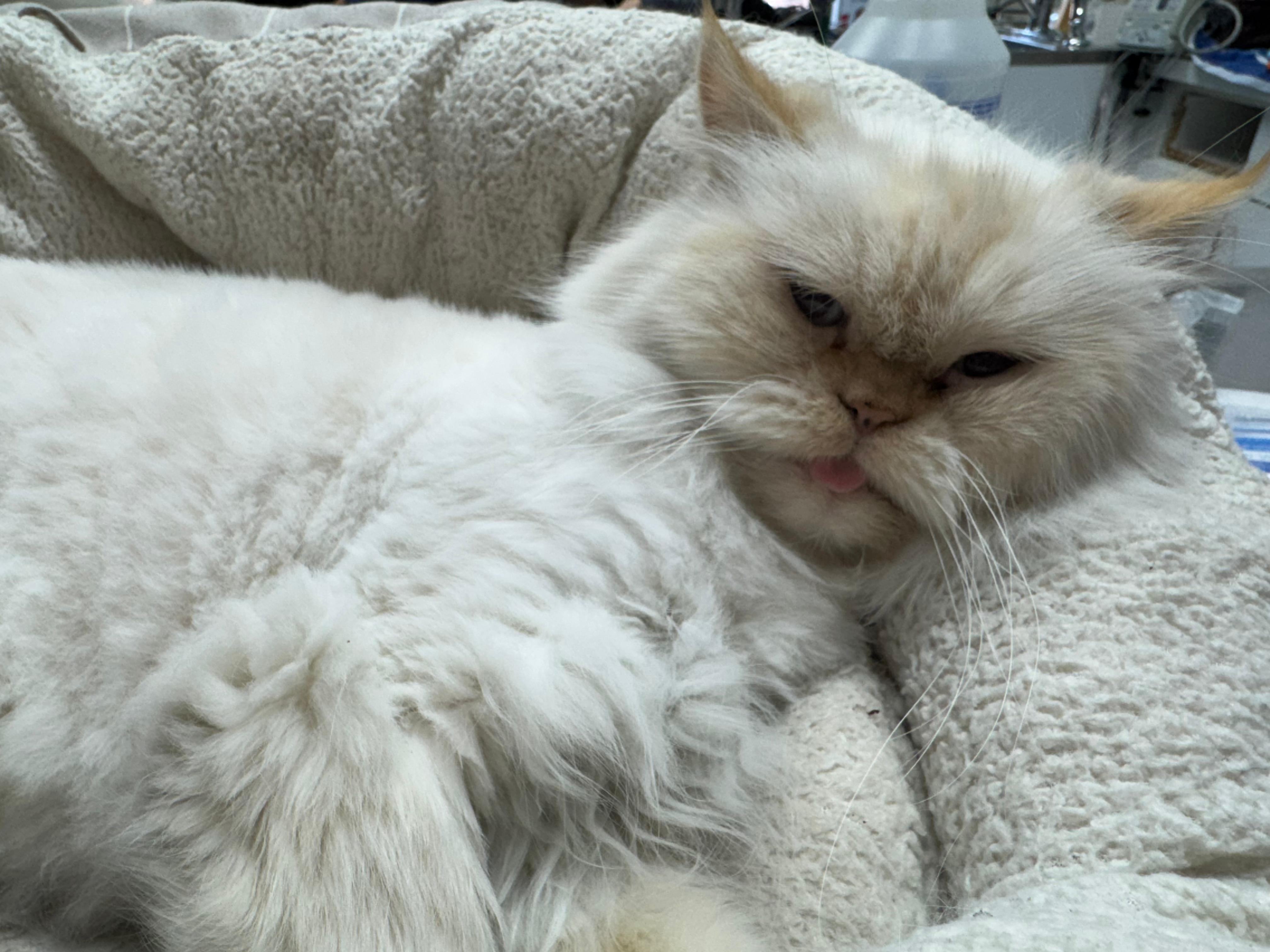 Enlarge Thomas, an adoptable Persian in Brooklyn, NY image 2/2