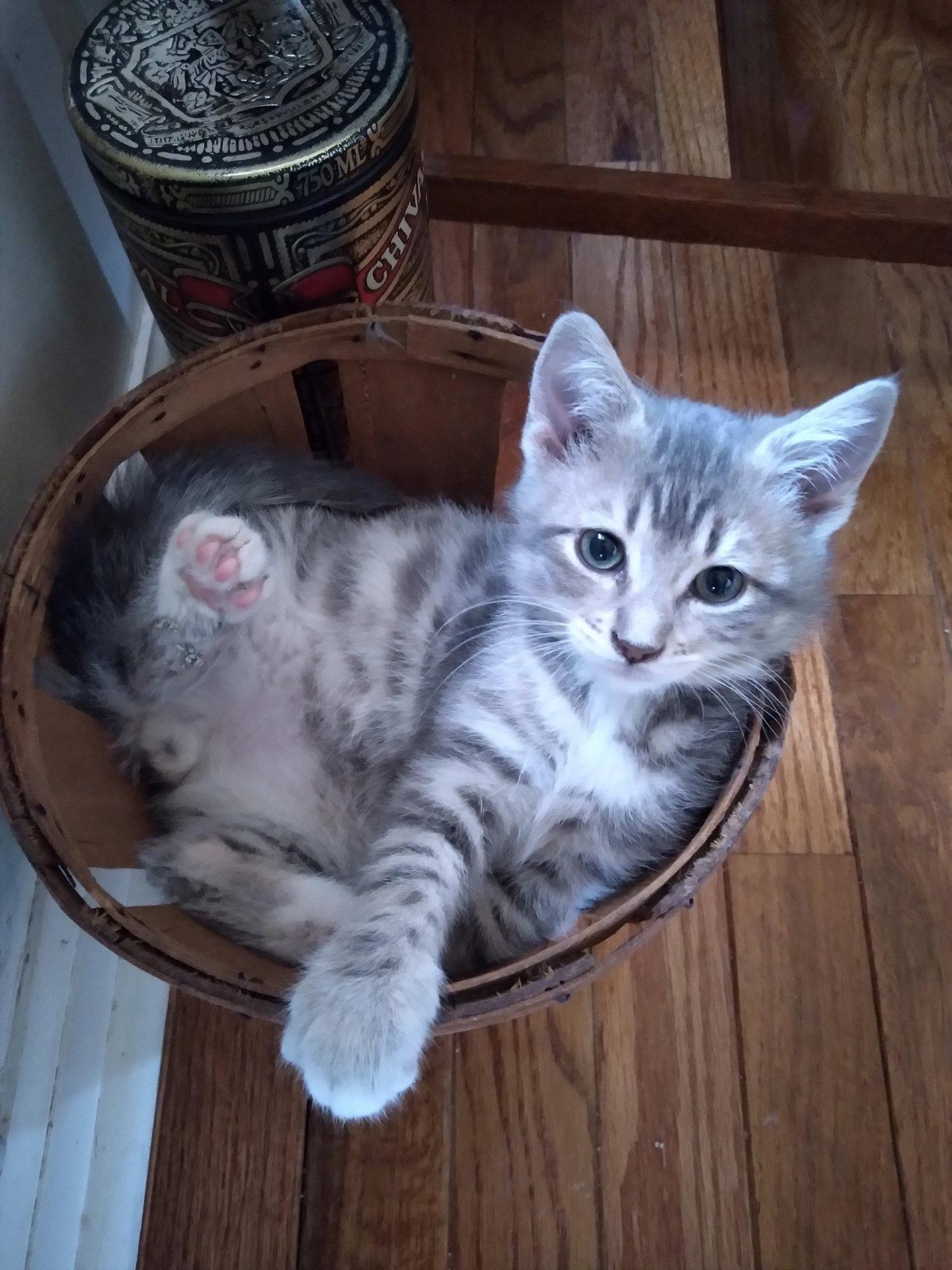 Enlarge Avery, a Adoptable Domestic Medium Hair in Alpharetta, GA image 1/3