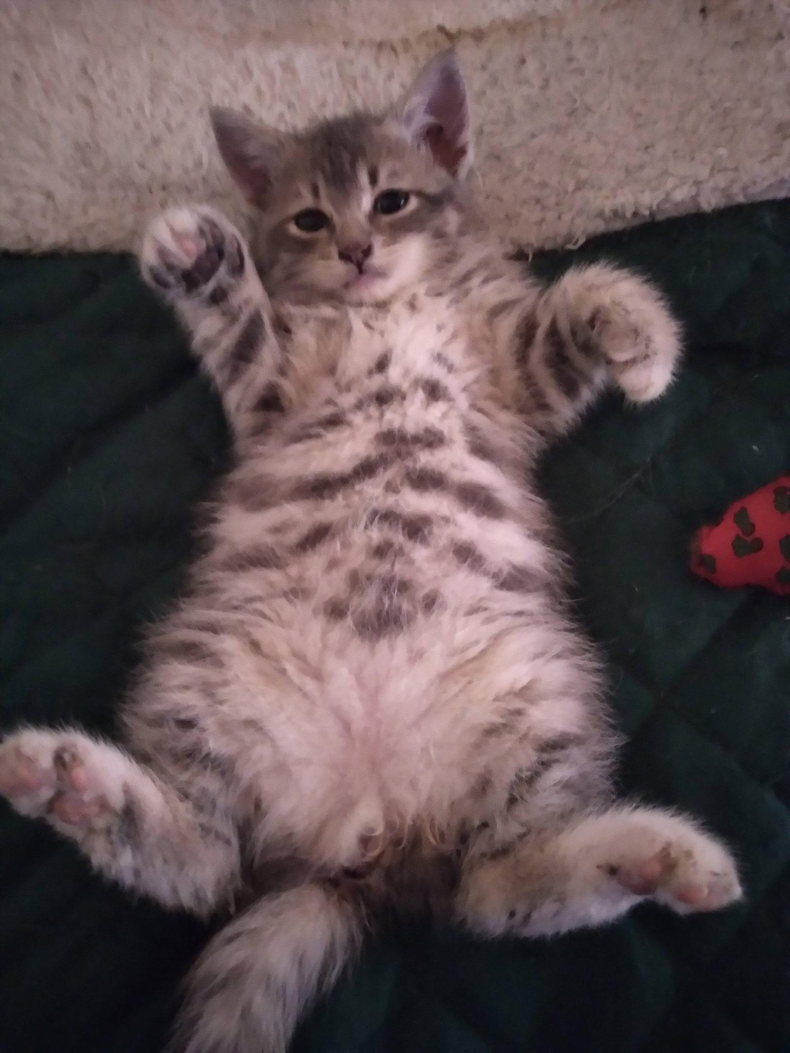 Enlarge Avery, a Adoptable Domestic Medium Hair in Alpharetta, GA image 2/3