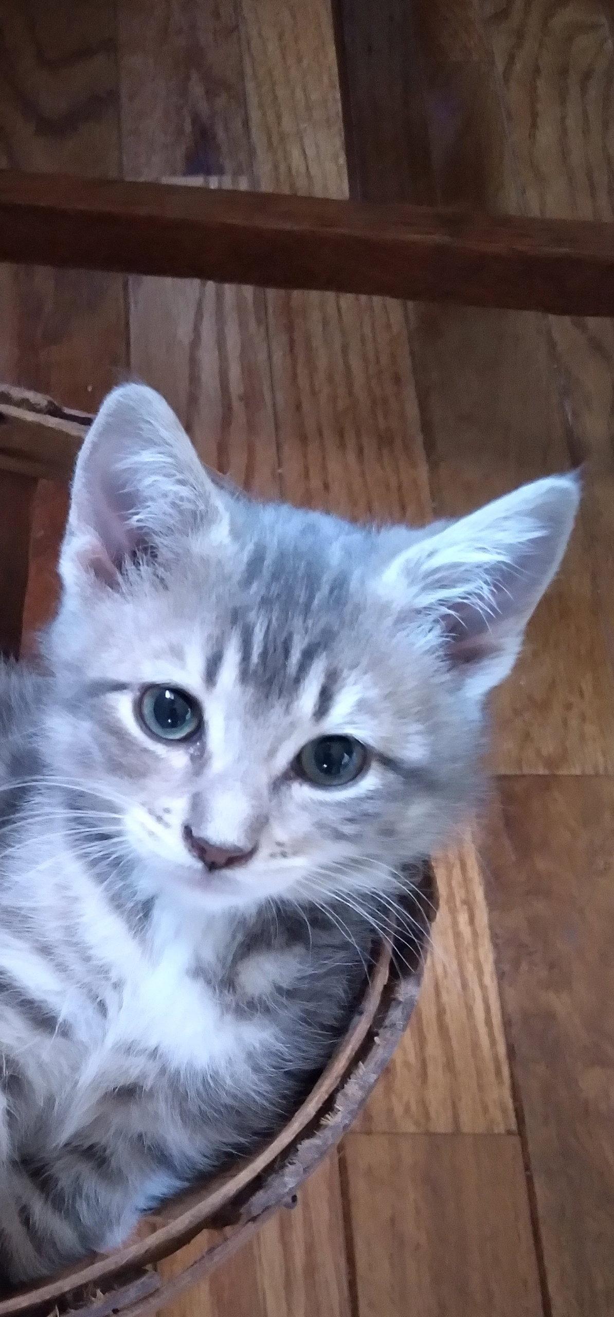 Enlarge Avery, a Adoptable Domestic Medium Hair in Alpharetta, GA image 3/3