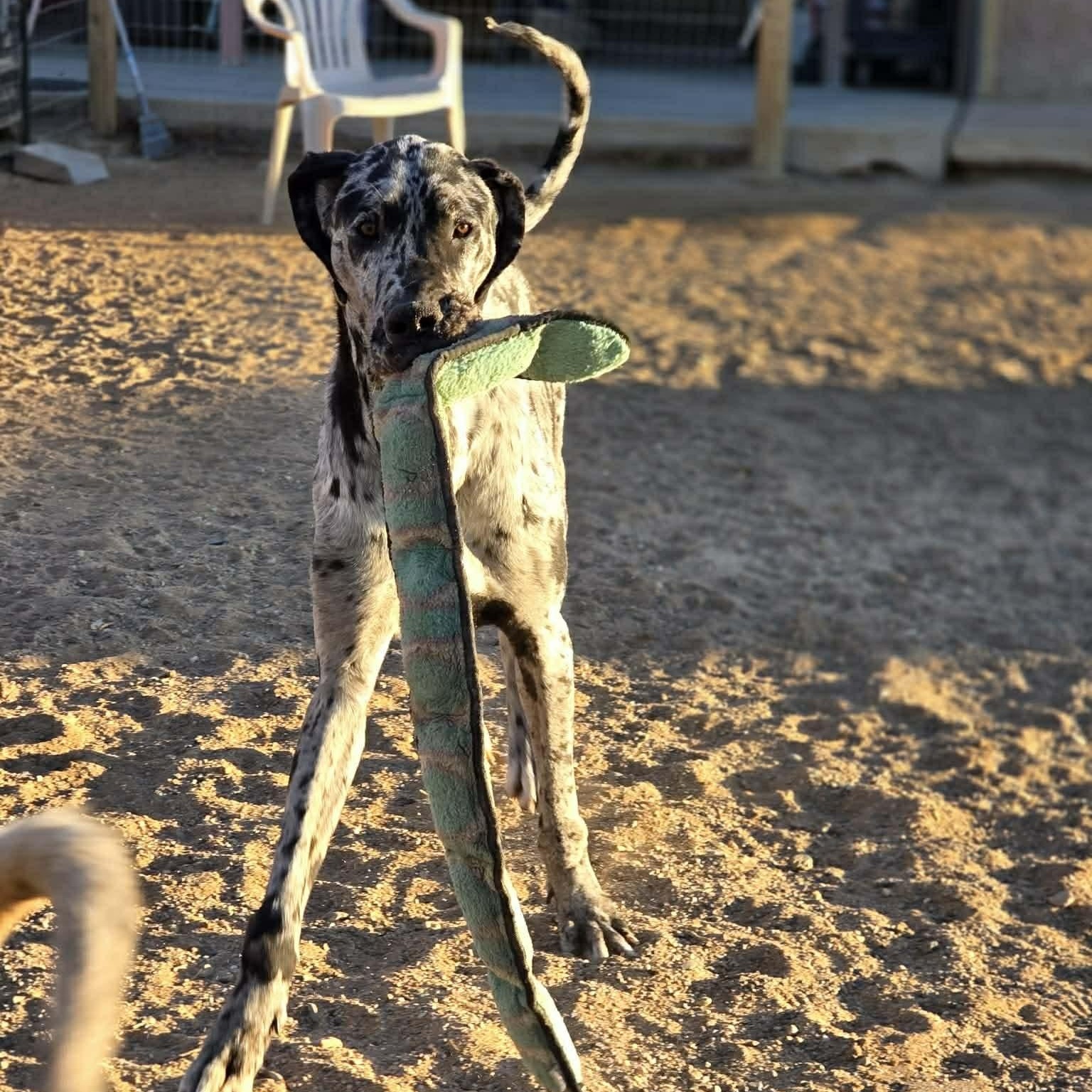 Saint, an adopted Great Dane in Tehachapi, CA image 4/6
