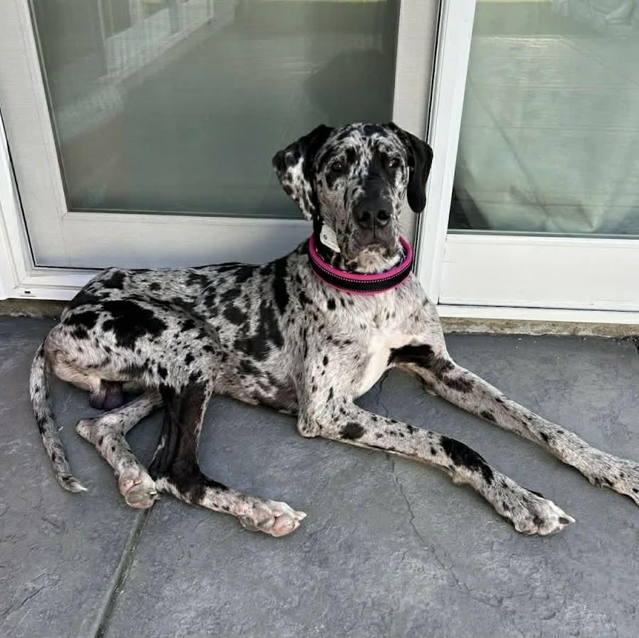 Saint, an adopted Great Dane in Tehachapi, CA image 3/6