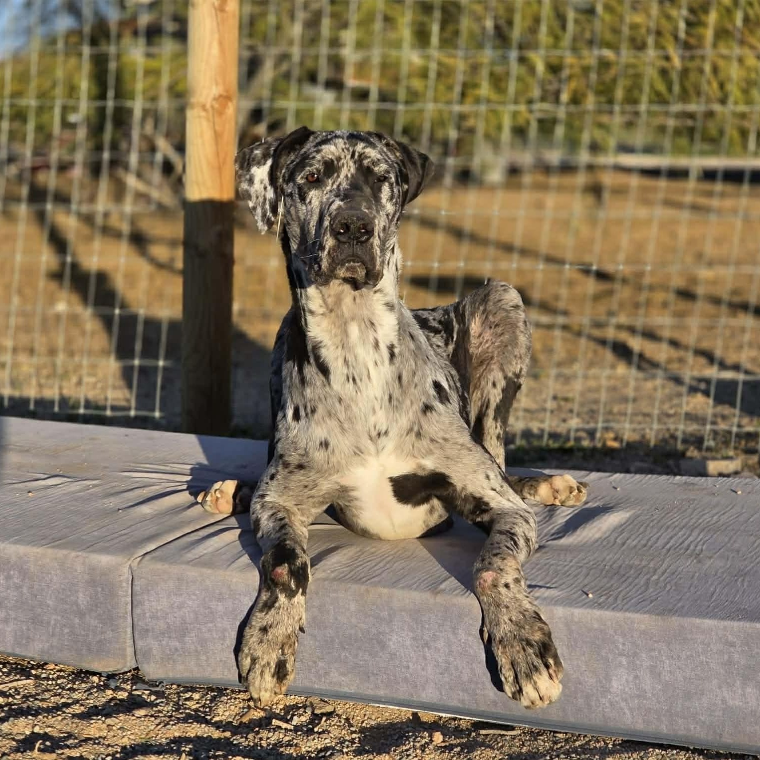Saint, an adopted Great Dane in Tehachapi, CA image 2/6