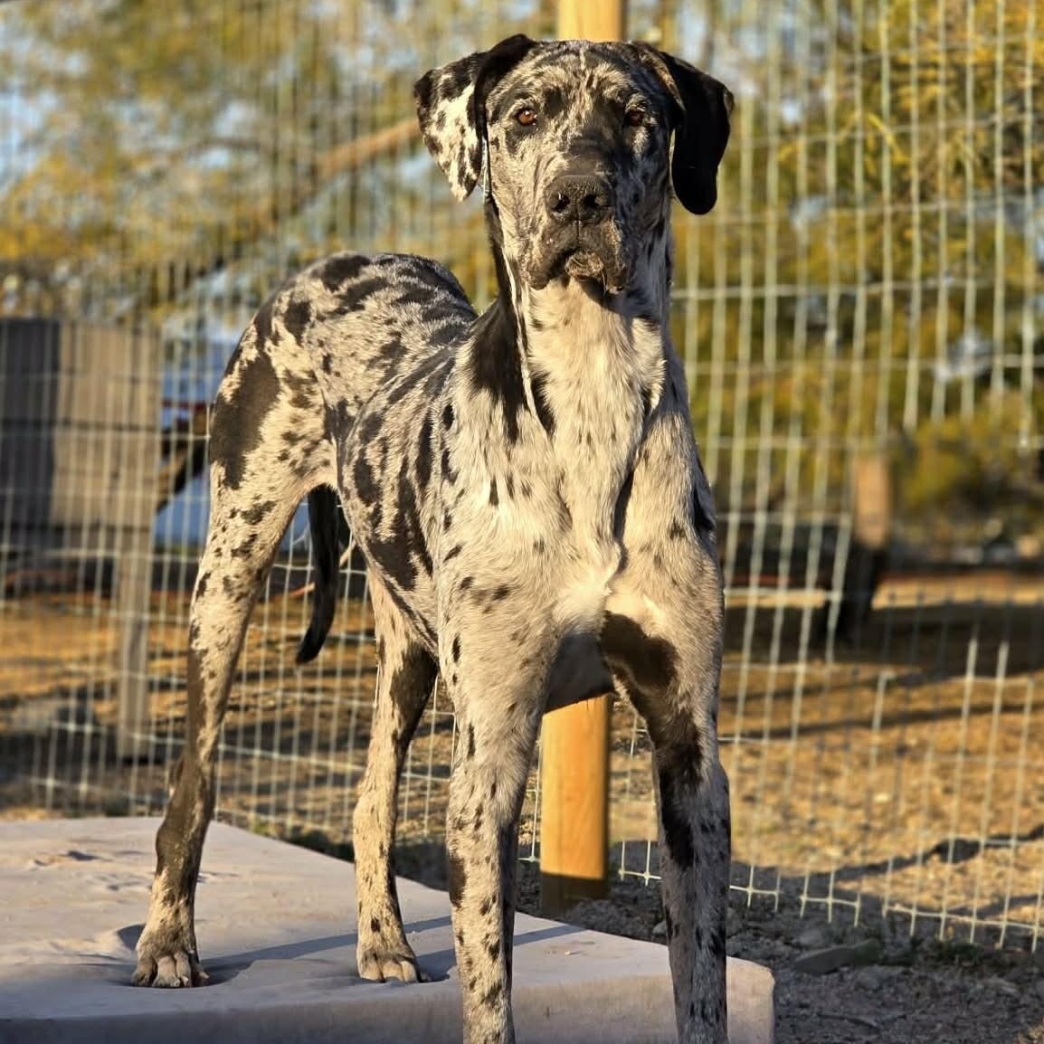 Saint, an adopted Great Dane in Tehachapi, CA image 1/6