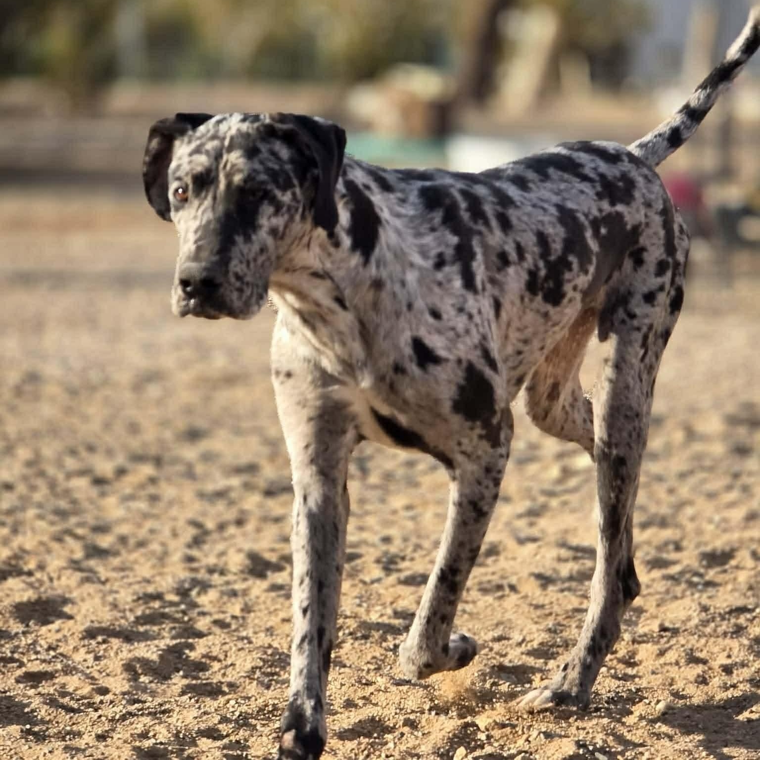 Saint, an adopted Great Dane in Tehachapi, CA image 5/6