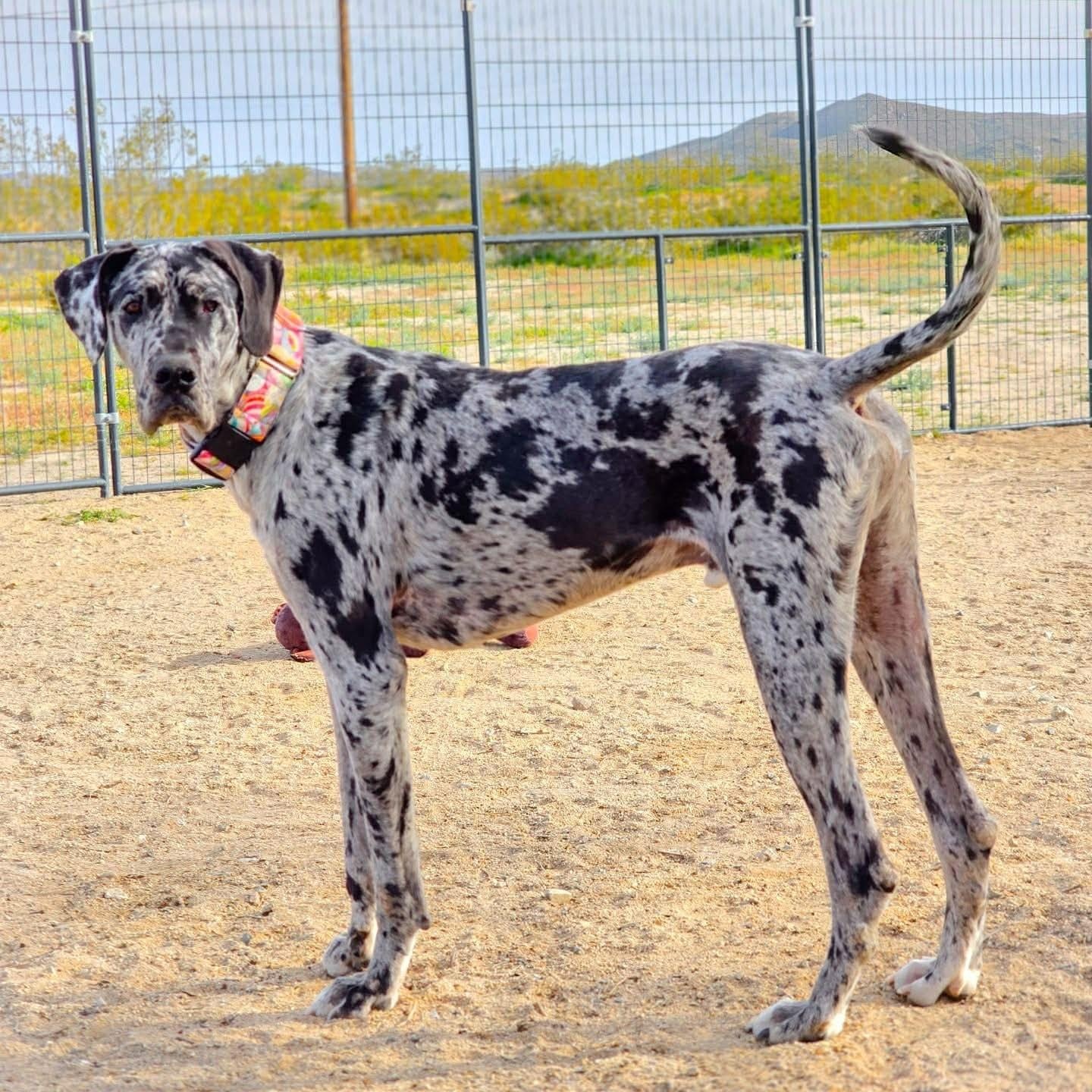 Saint, an adopted Great Dane in Tehachapi, CA image 6/6