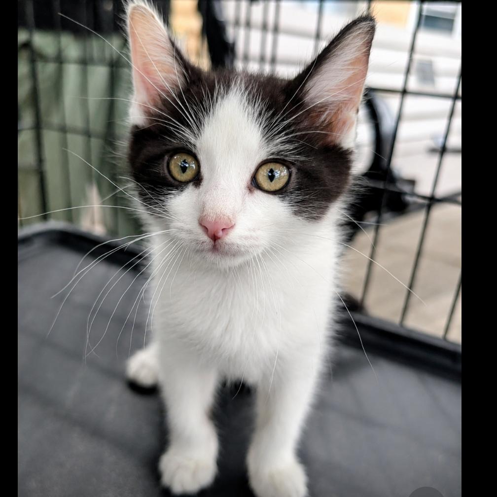Enlarge Boo, a Adoptable Domestic Short Hair in West Plains, MO image 1/4