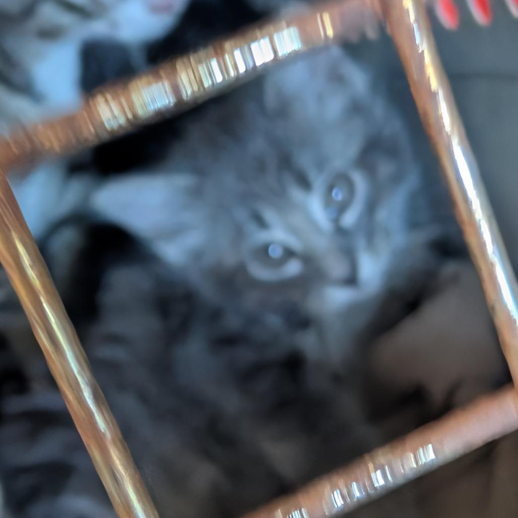 Enlarge Boo, a Adoptable Domestic Short Hair in West Plains, MO image 3/4