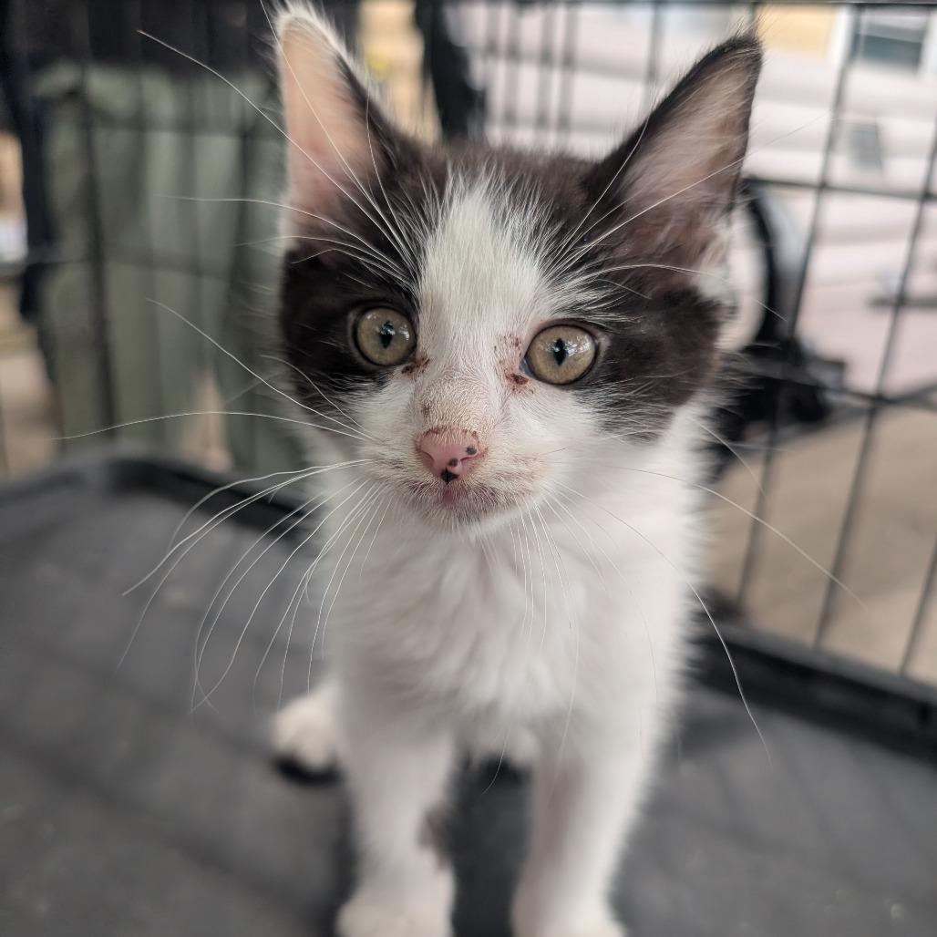 Enlarge Boo, a Adoptable Domestic Short Hair in West Plains, MO image 4/4