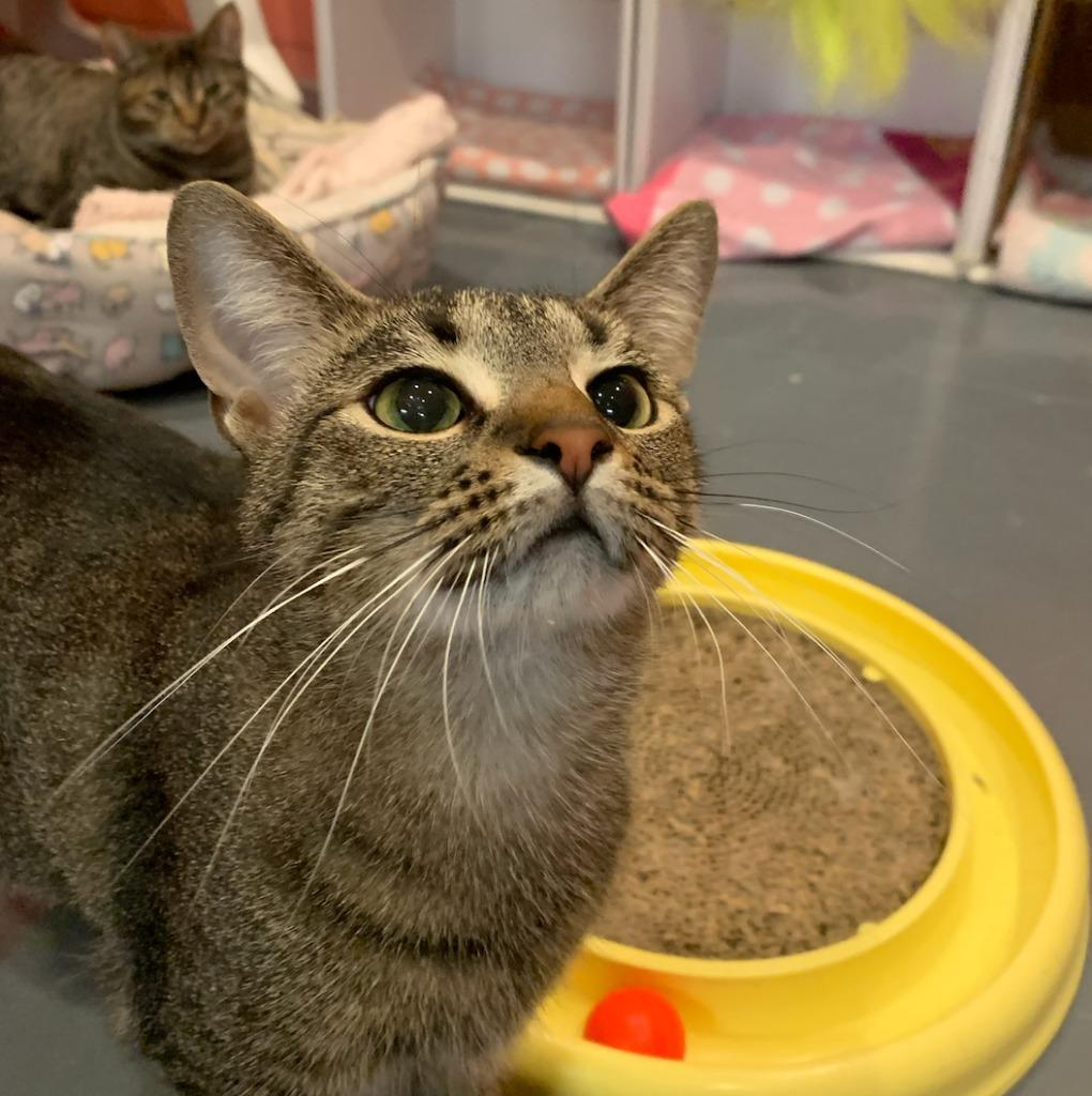 Anna, Adoptable, Adult Female Domestic Short Hair.