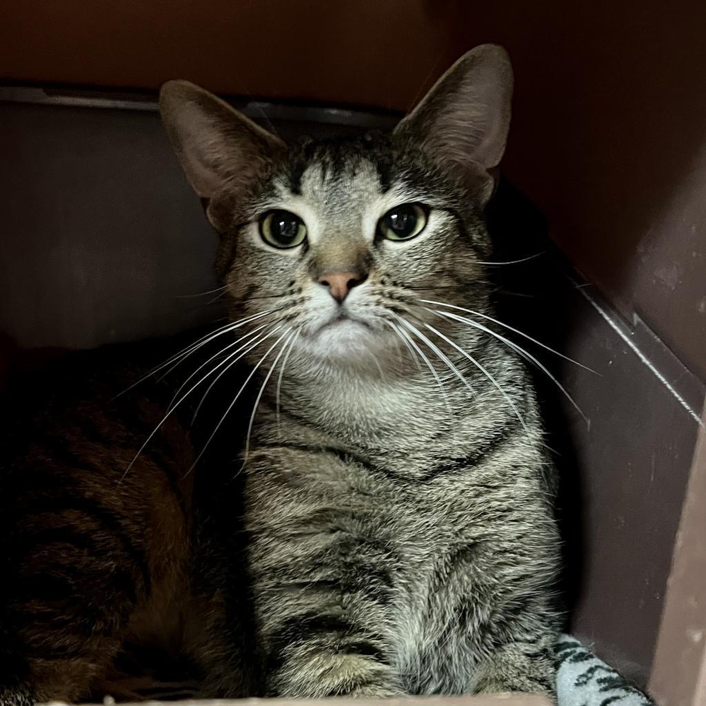 Enlarge Anna, a Adoptable mixed breed in South Bend, IN image 2/6