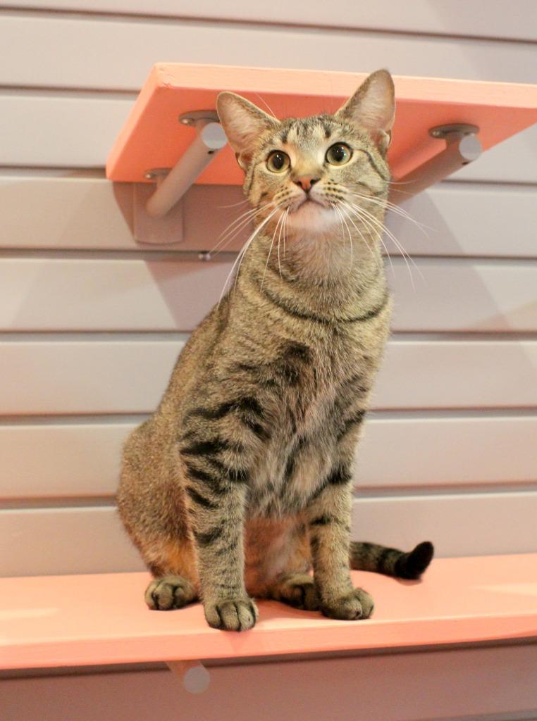 Enlarge Anna, a Adoptable mixed breed in South Bend, IN image 3/6