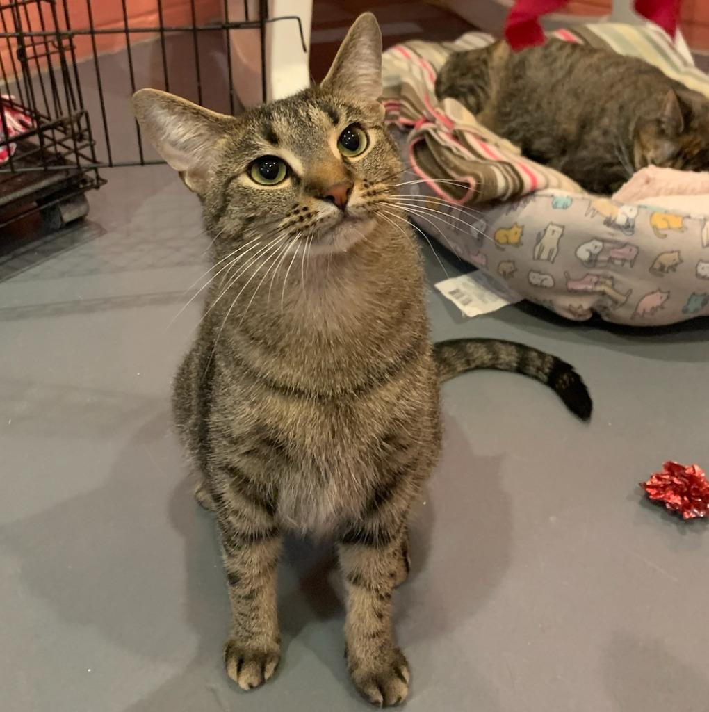 Enlarge Anna, a Adoptable mixed breed in South Bend, IN image 5/6