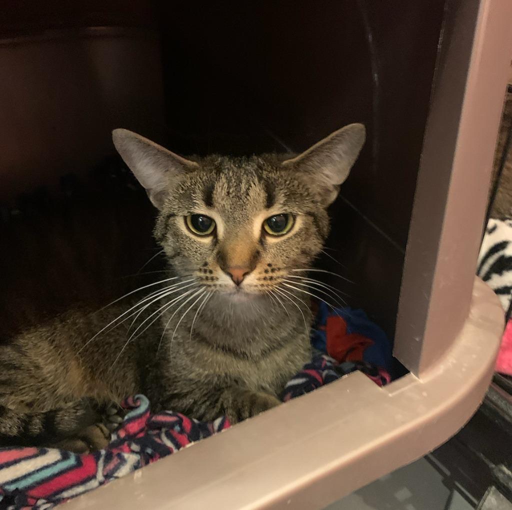 Enlarge Anna, a Adoptable mixed breed in South Bend, IN image 6/6