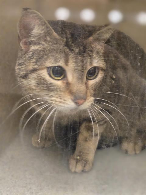 Enlarge ELLE, a Adoptable Domestic Short Hair in Kent, WA image 1/1