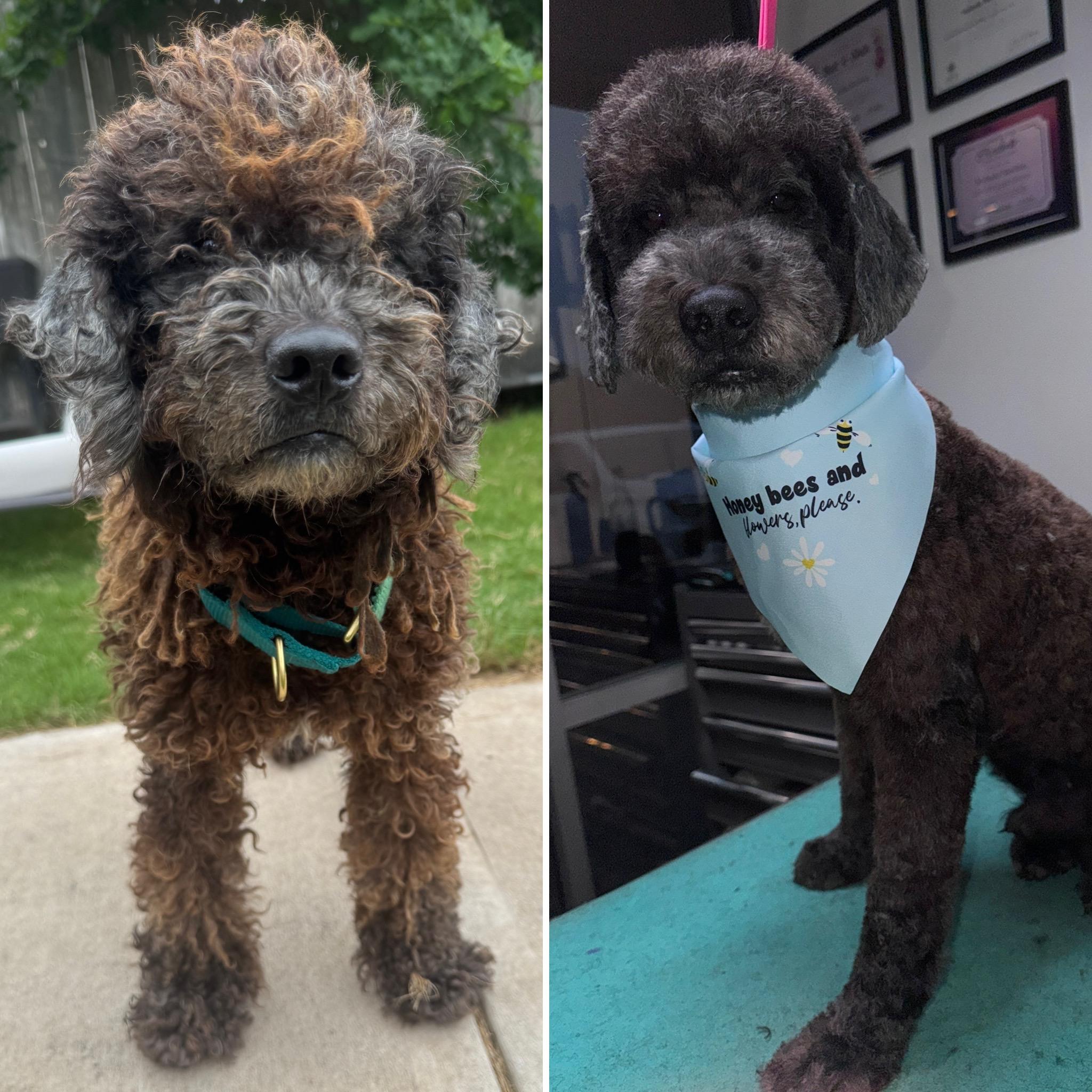 Enlarge Strudel, a ADOPTABLE Poodle in Austin, TX image 5/5