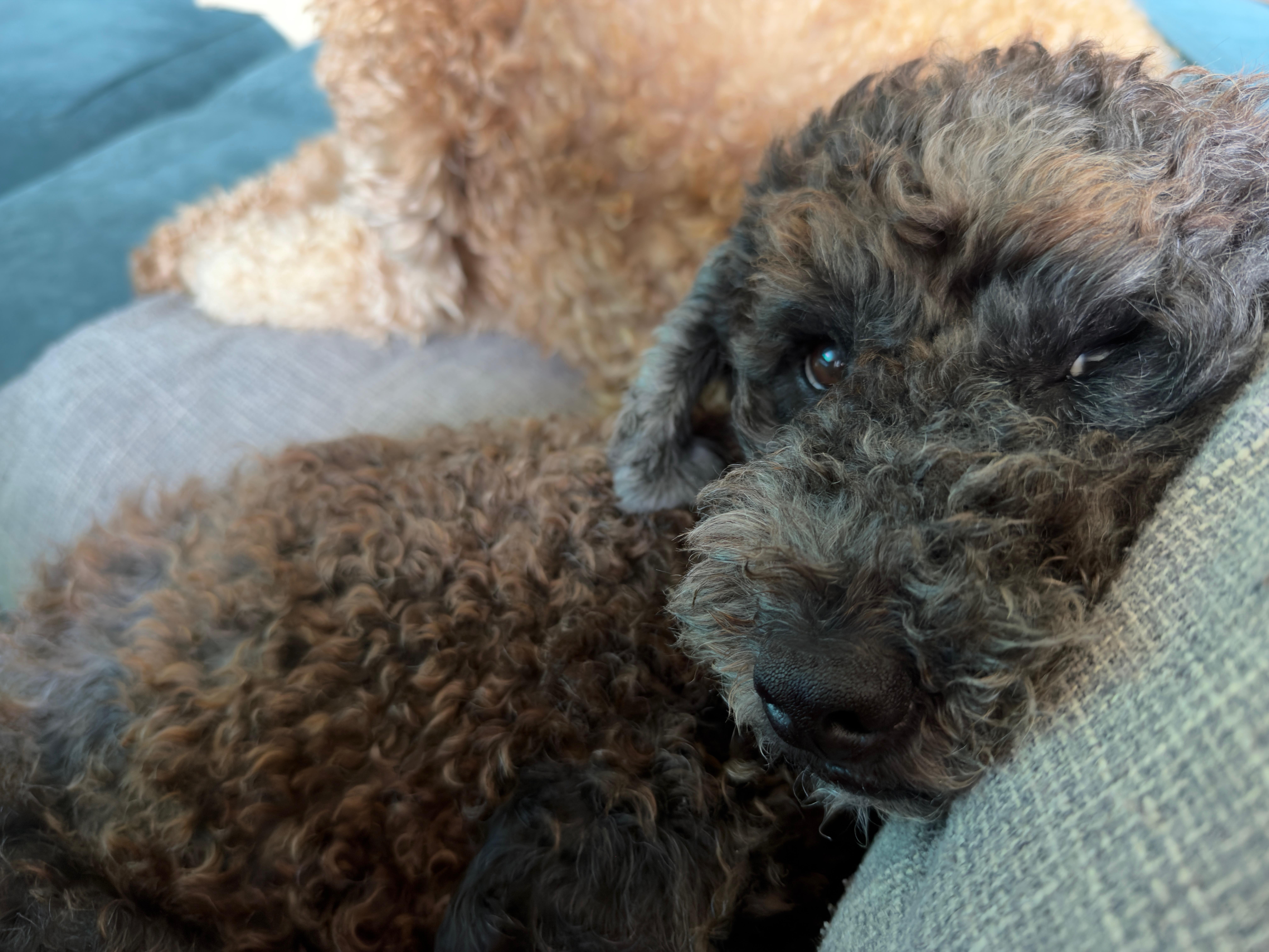 Strudel, a ADOPTABLE Poodle in Austin, TX image 6/6