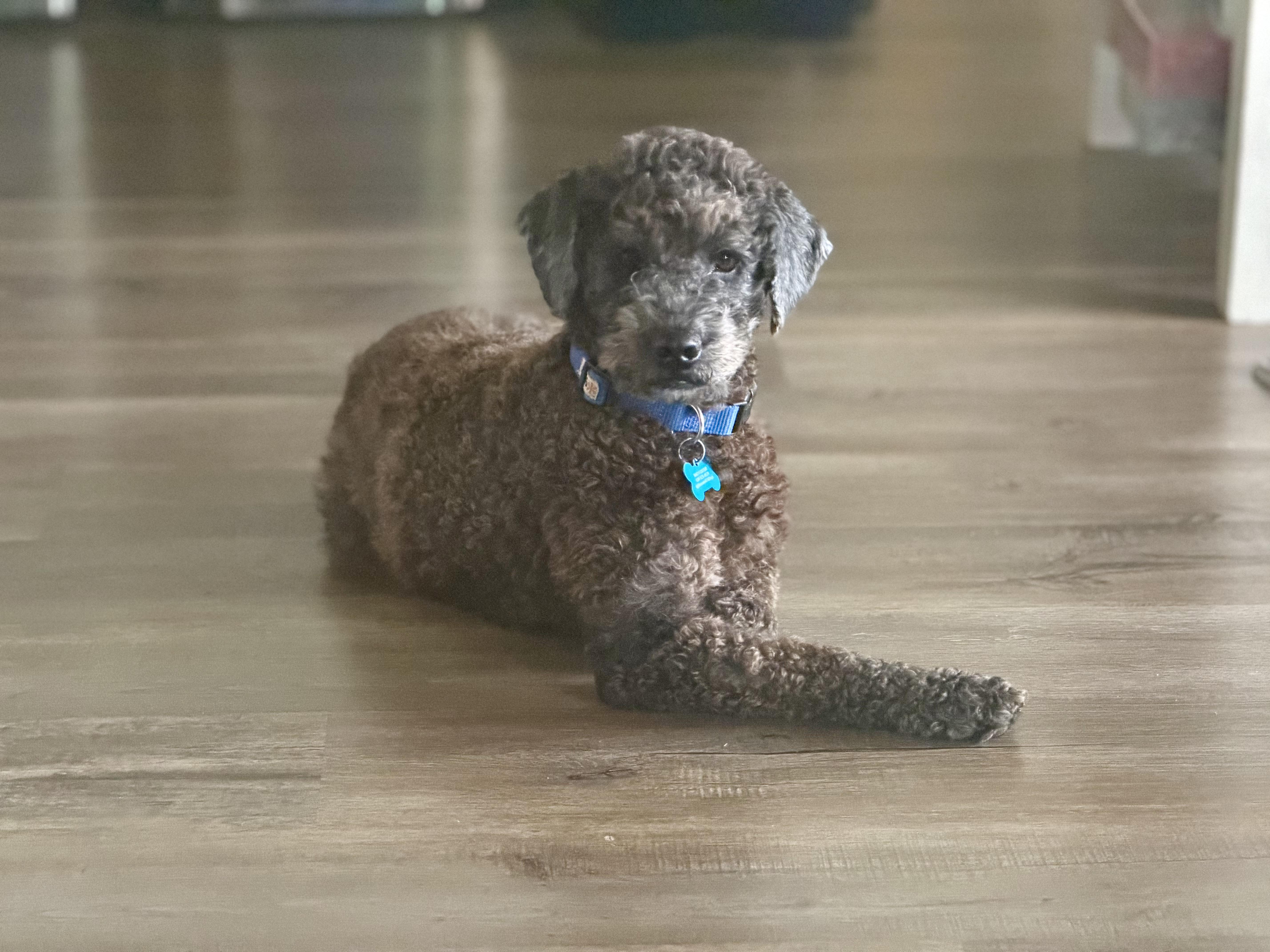 Enlarge Strudel, a ADOPTABLE Poodle in Austin, TX image 4/5