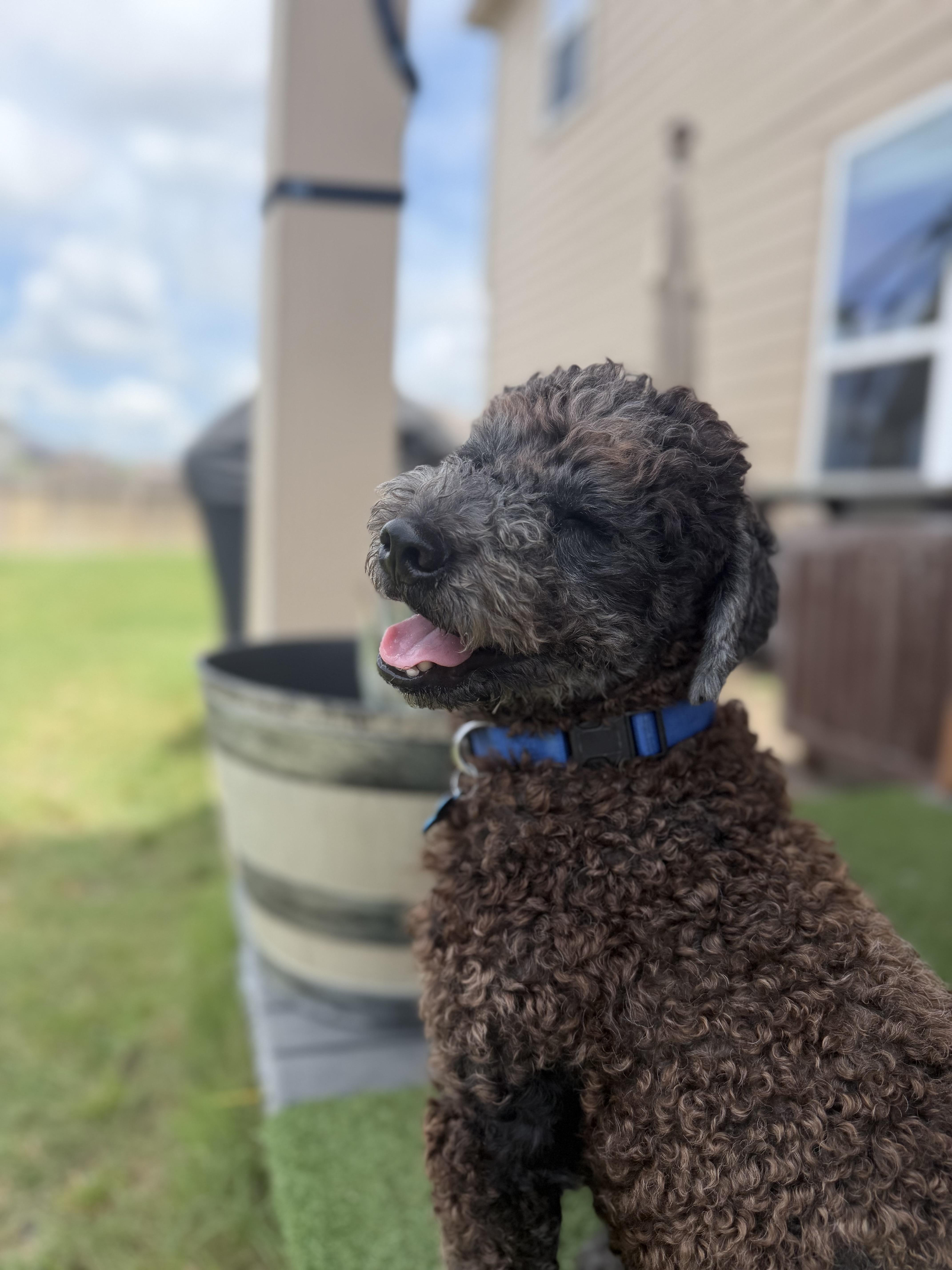 Enlarge Strudel, a ADOPTABLE Poodle in Austin, TX image 2/5