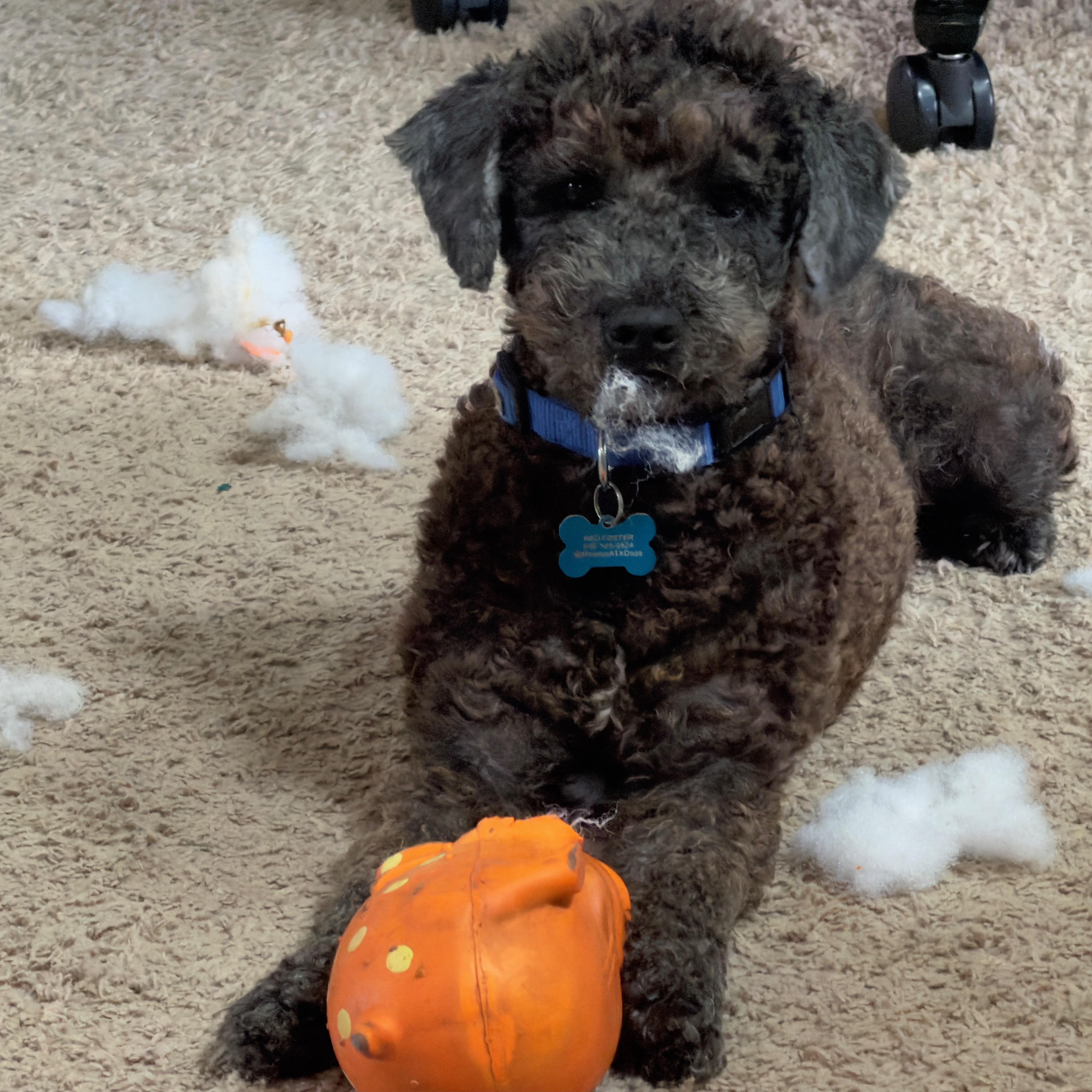 Strudel, ADOPTABLE, Young Male Poodle.