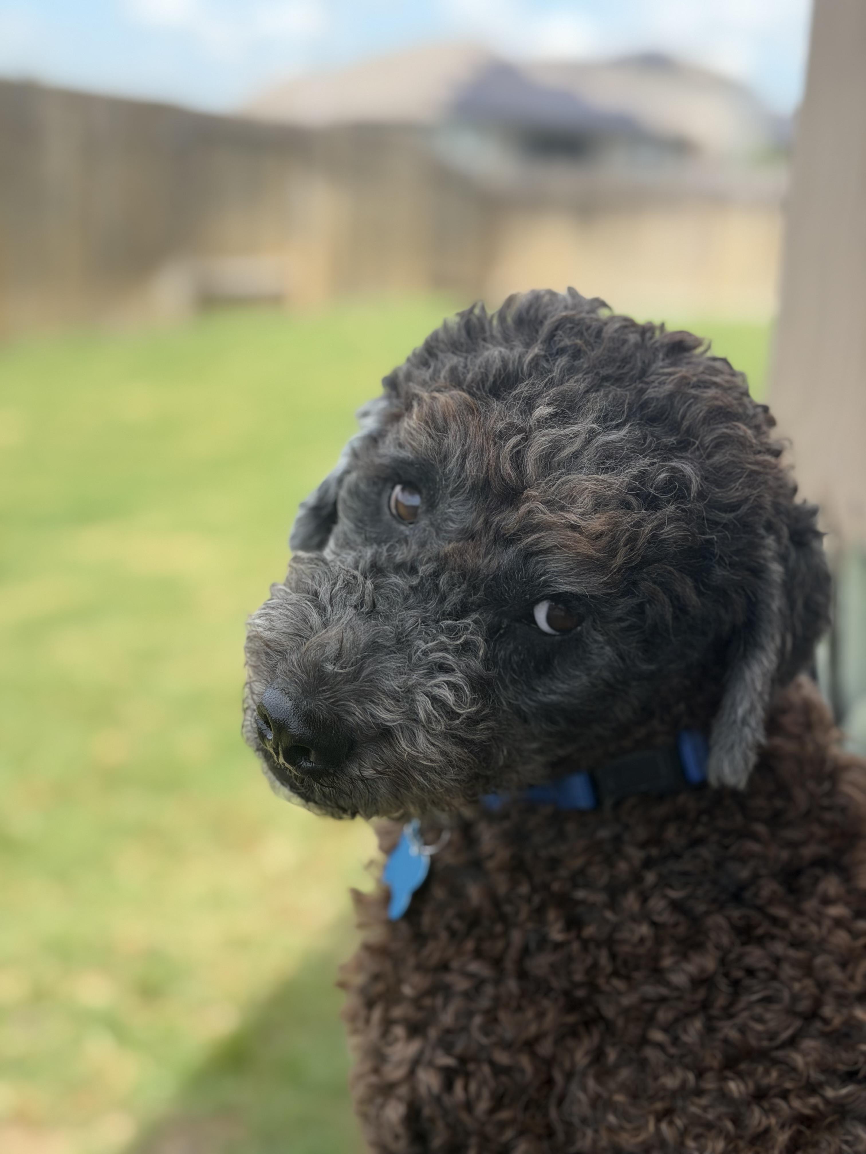 Strudel, ADOPTABLE, Young Male Poodle.