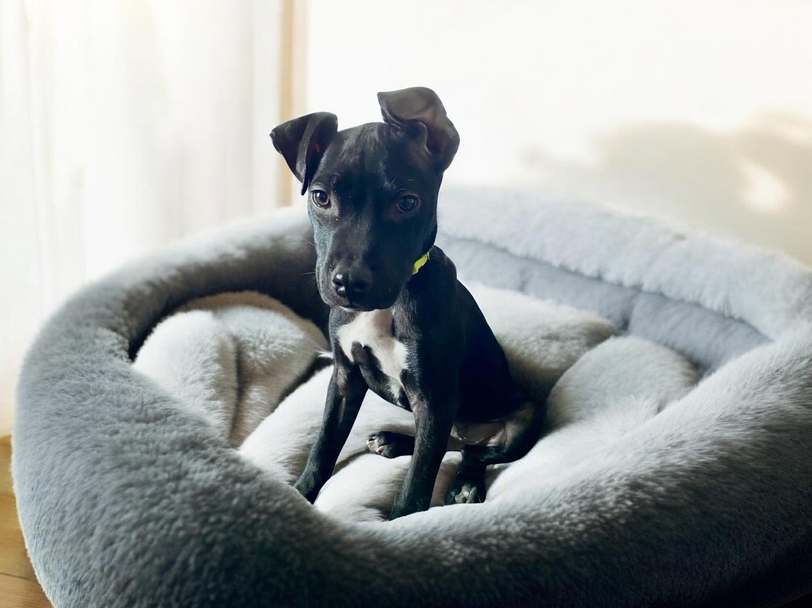 Tank, Adoptable, Puppy Male American Staffordshire Terrier & Boxer.