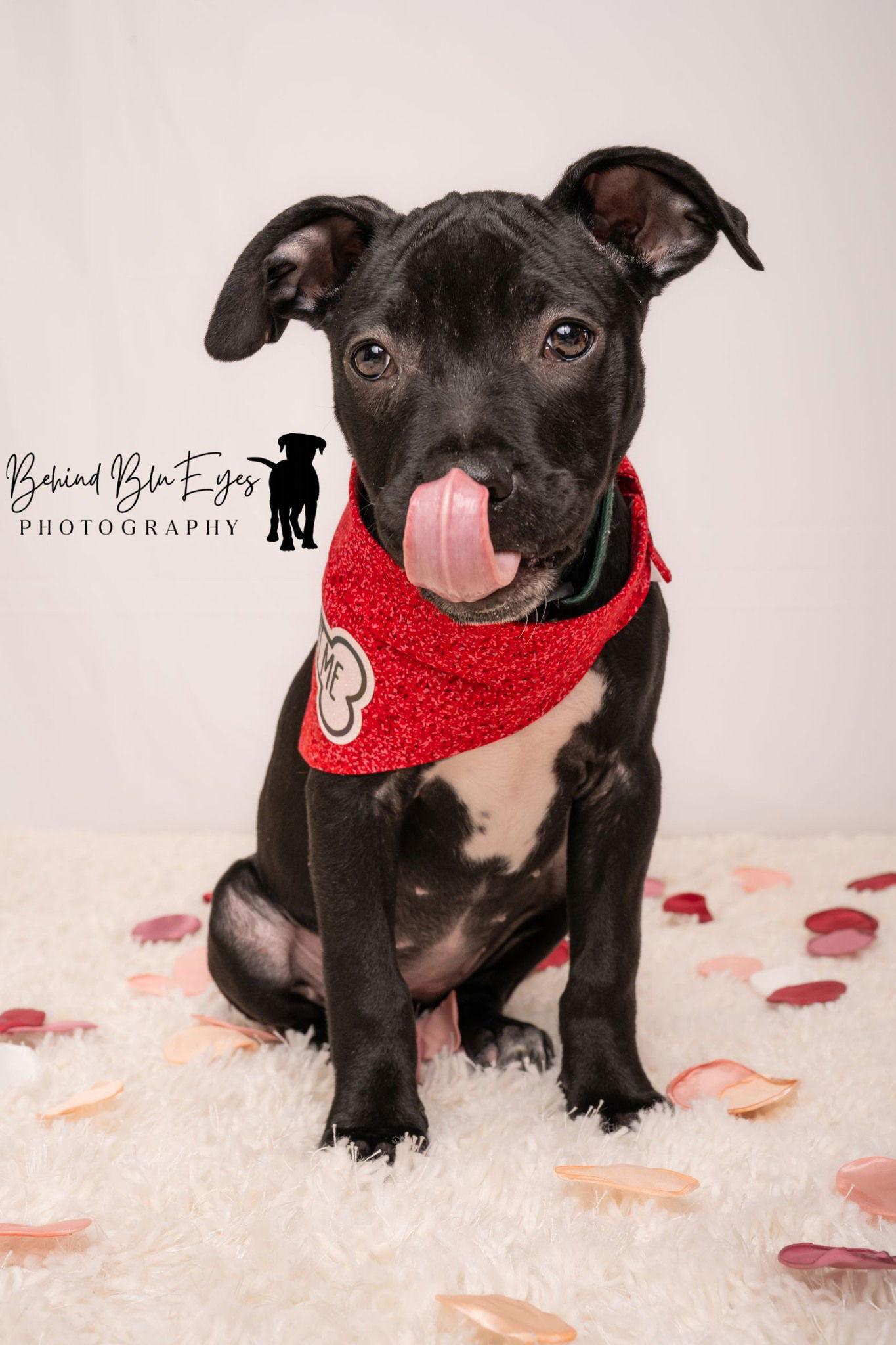 Tank, a Adopted mixed breed in Midway, UT image 2/6