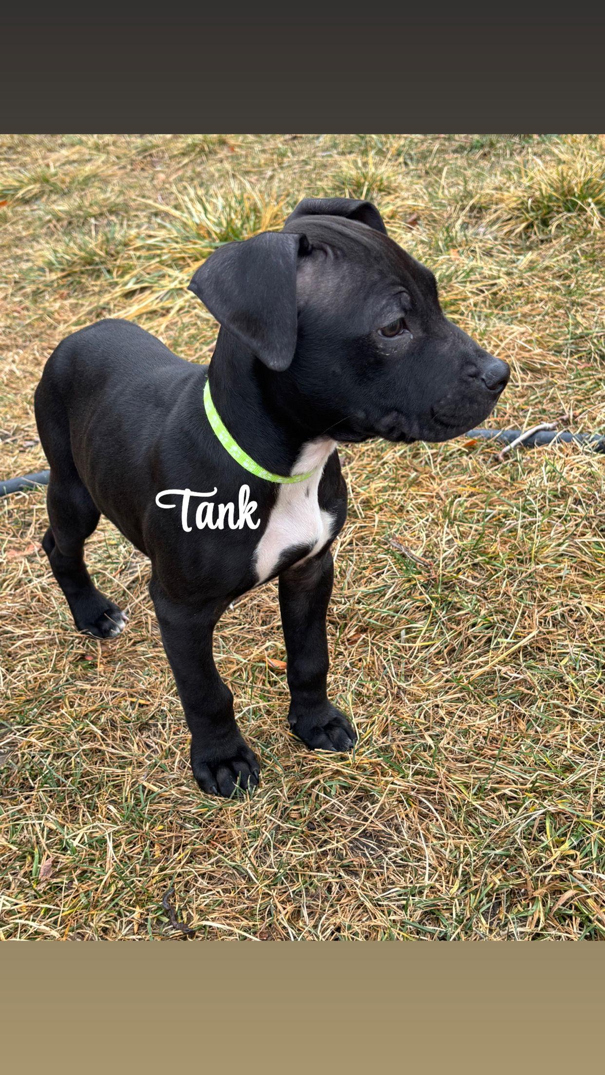 Tank, a Adopted mixed breed in Midway, UT image 4/6