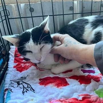 Enlarge Sarah, a ADOPTABLE American Shorthair in Danbury, CT image 3/4