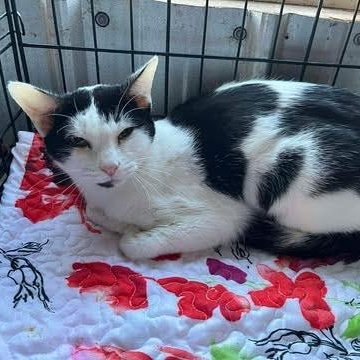 Sarah, ADOPTABLE, Young Female American Shorthair.