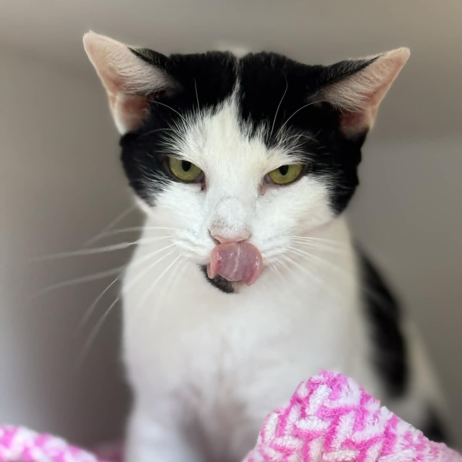 Enlarge Sarah, a ADOPTABLE American Shorthair in Danbury, CT image 4/4