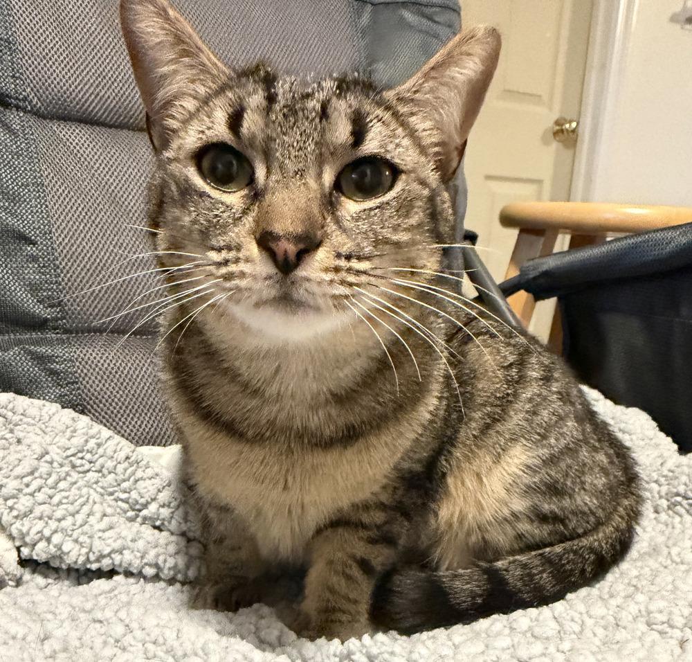 Magnolia w/ Tutu, Adoptable, Adult Female Domestic Short Hair.