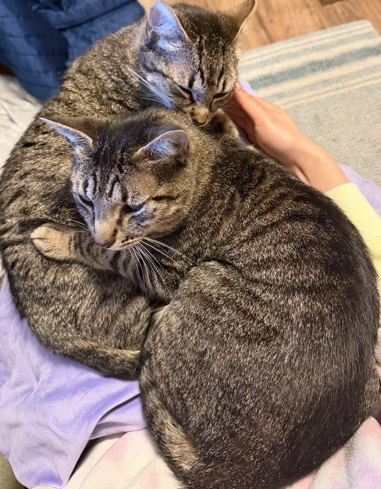 Enlarge Magnolia w/ Tutu, a Adoptable Domestic Short Hair in Duxbury, MA image 2/6