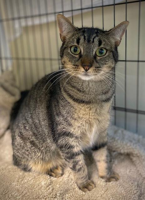 Enlarge Magnolia w/ Tutu, a Adoptable Domestic Short Hair in Duxbury, MA image 3/6