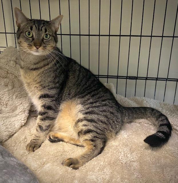 Enlarge Magnolia w/ Tutu, a Adoptable Domestic Short Hair in Duxbury, MA image 4/6