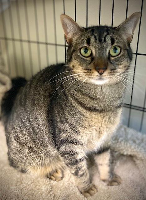 Enlarge Magnolia w/ Tutu, a Adoptable Domestic Short Hair in Duxbury, MA image 5/6