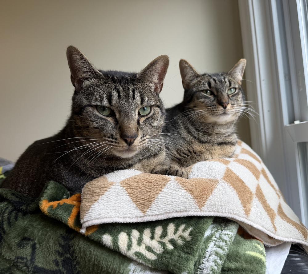 Enlarge Magnolia w/ Tutu, a Adoptable Domestic Short Hair in Duxbury, MA image 6/6