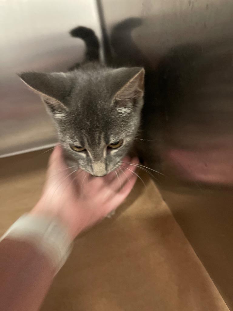 Kenya, Adoptable, Kitten Female Domestic Short Hair.