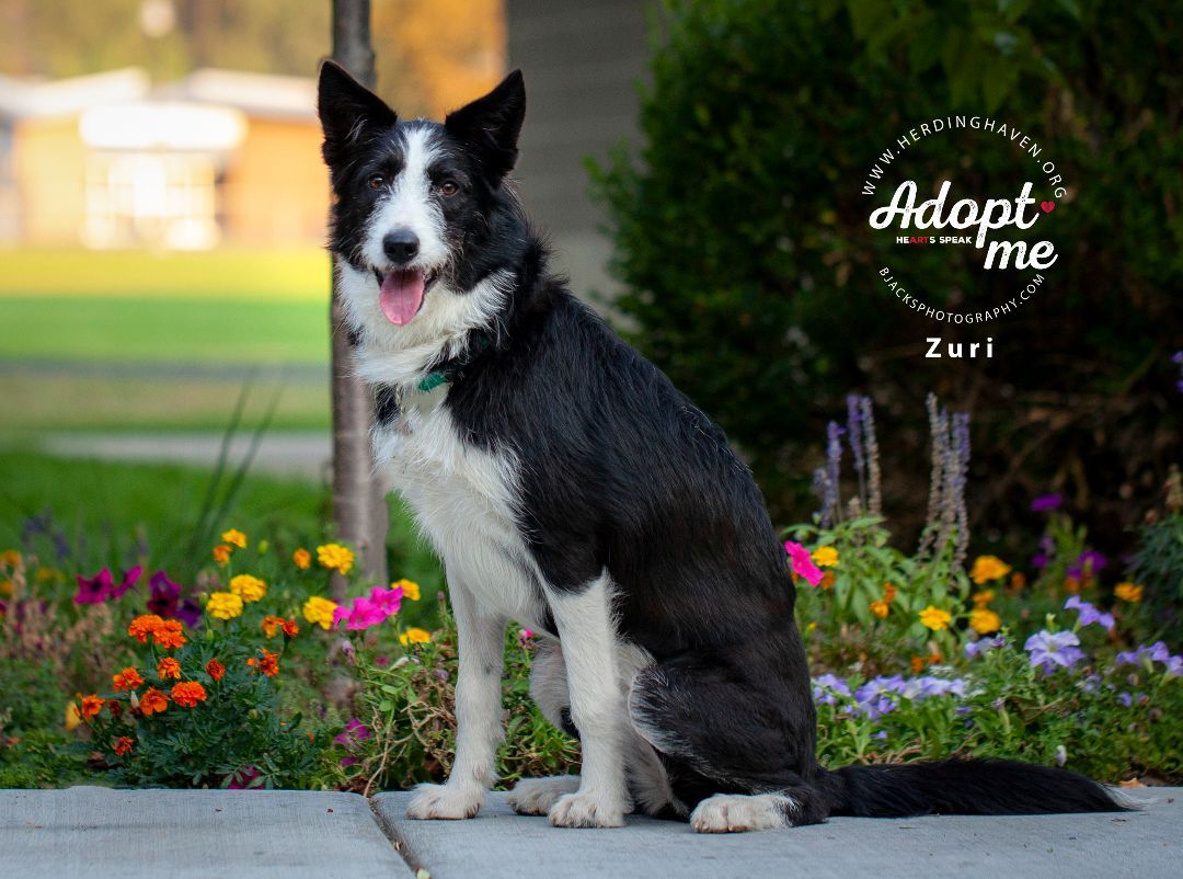 Zuri, Adoptable, Young Female Border Collie.