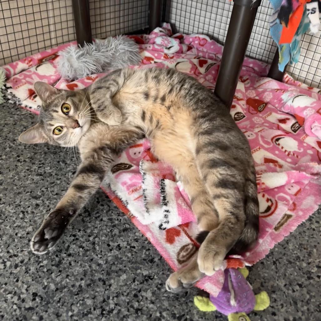 Hemmingway (Hemi), Adoptable, Young Male Domestic Short Hair.