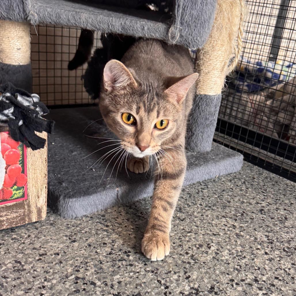 Enlarge Hemmingway (Hemi), a Adoptable Domestic Short Hair in Mondovi, WI image 2/4