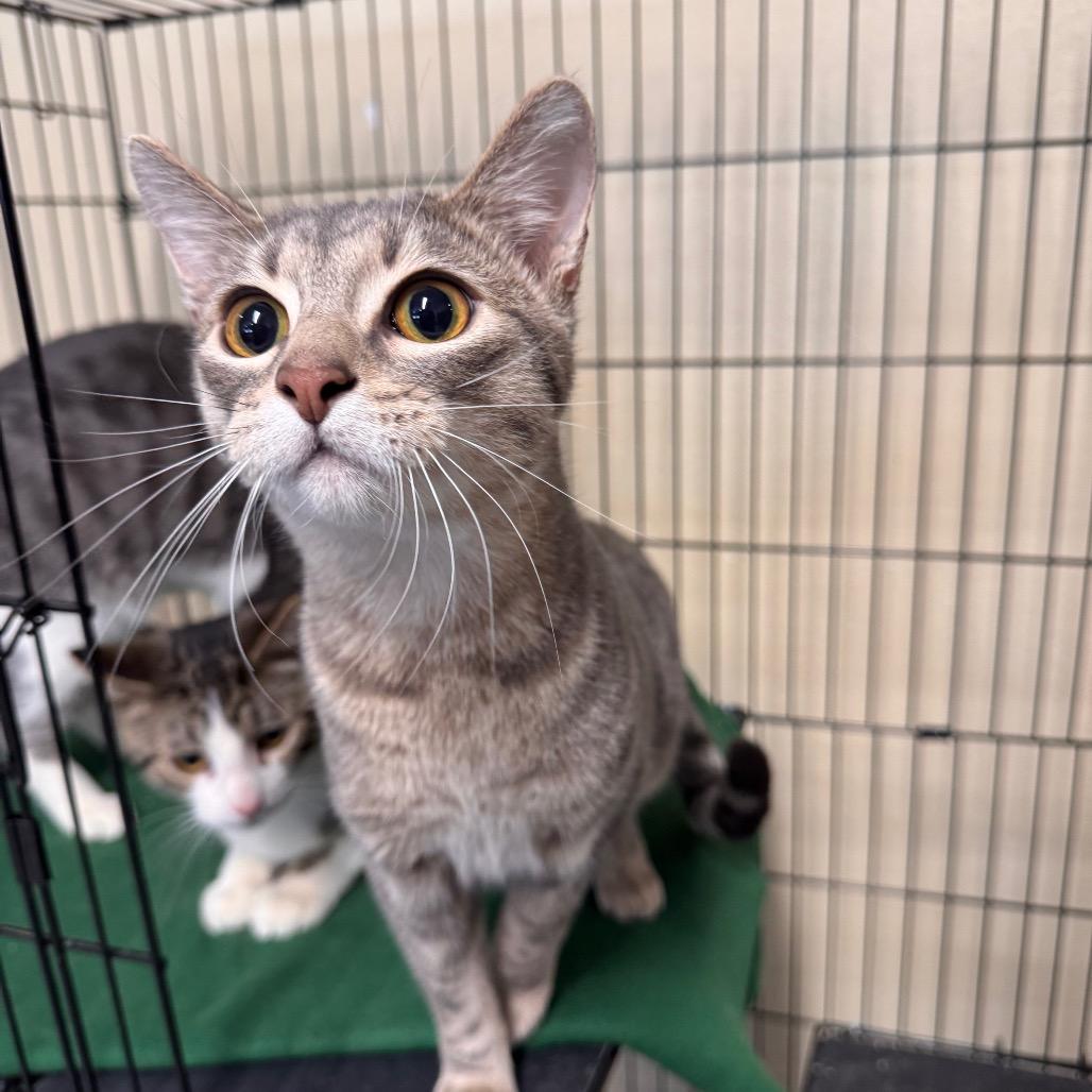 Enlarge Hemmingway (Hemi), a Adoptable Domestic Short Hair in Mondovi, WI image 3/4