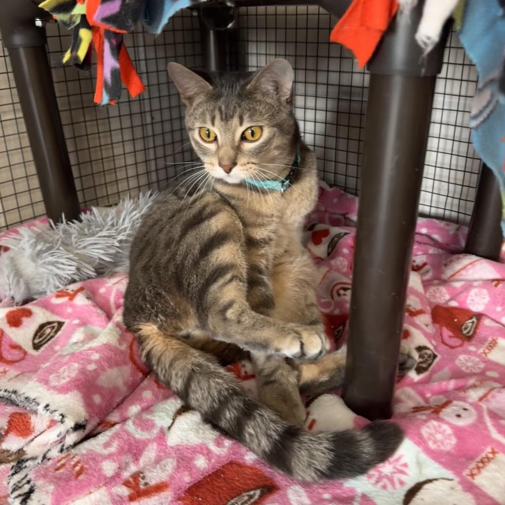 Enlarge Hemmingway (Hemi), a Adoptable Domestic Short Hair in Mondovi, WI image 4/4