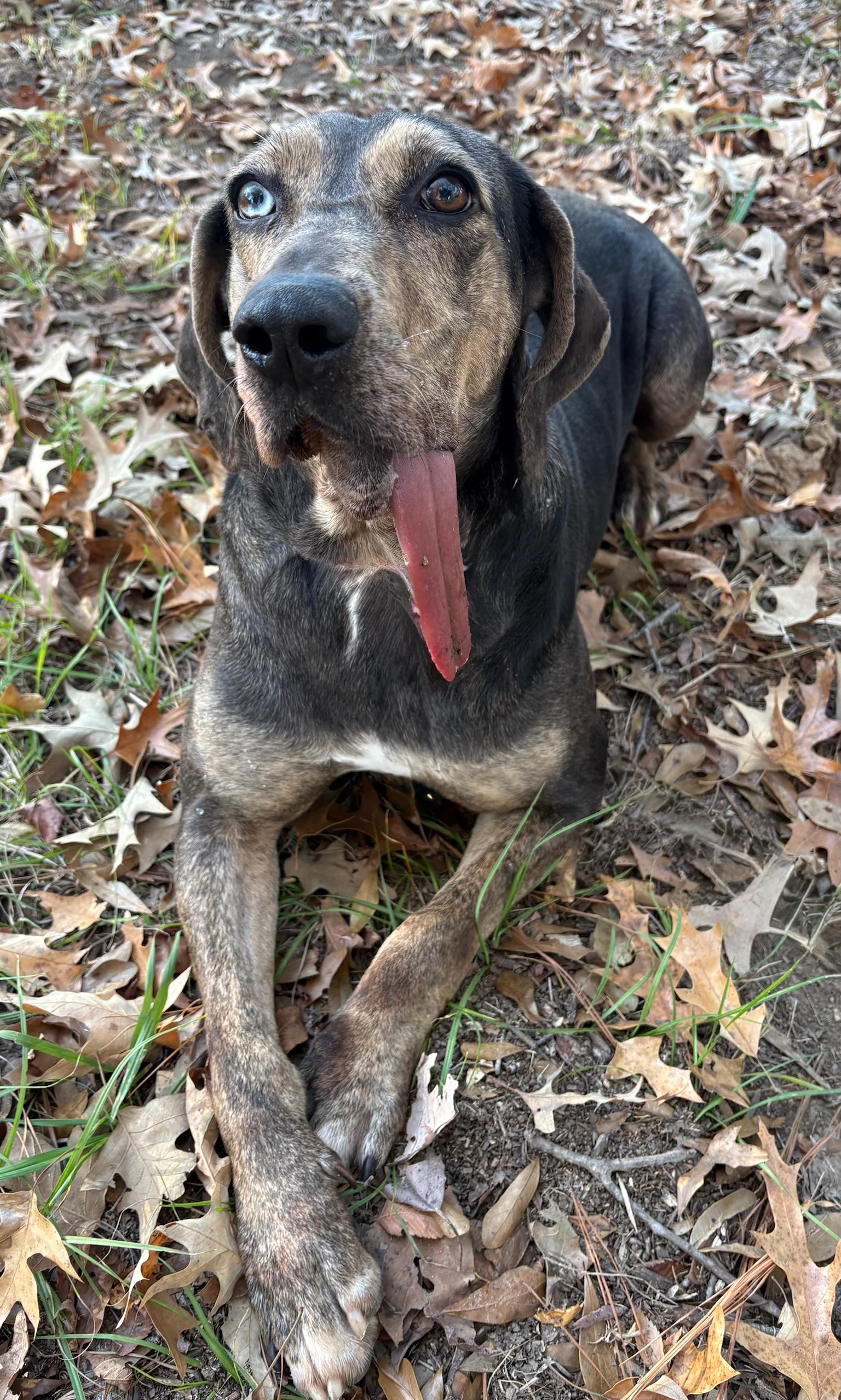 Enlarge Star, a Adoptable mixed breed in Monroeville , PA image 4/5