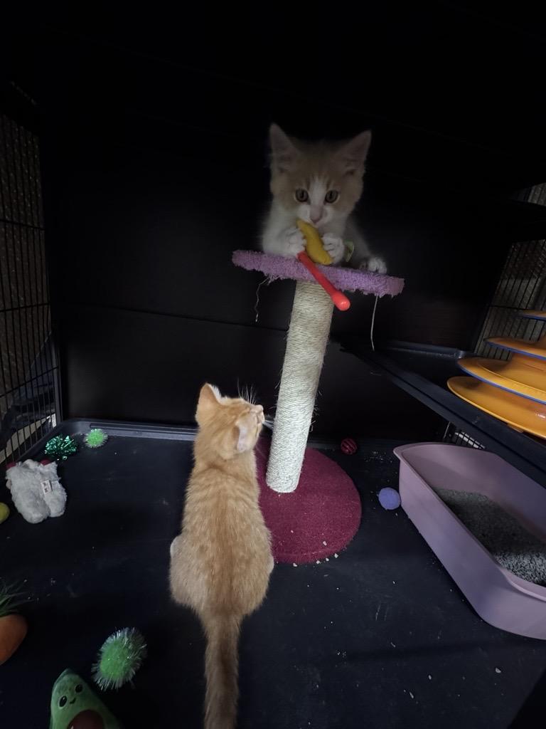 Enlarge Rokee, a Adoptable Domestic Long Hair in Midland, MI image 4/4