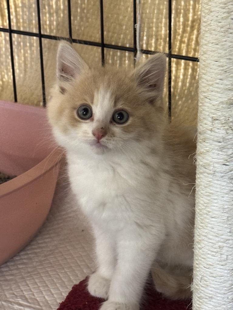 Rokee, Adoptable, Kitten Male Domestic Long Hair.