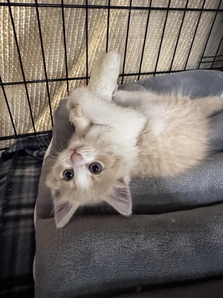 Enlarge Rokee, a Adoptable Domestic Long Hair in Midland, MI image 3/4